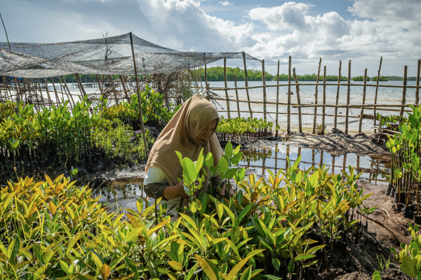 A woman kneeling down in a wet garden planting some plants