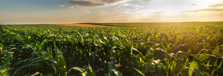 an image of a corn field at sunset